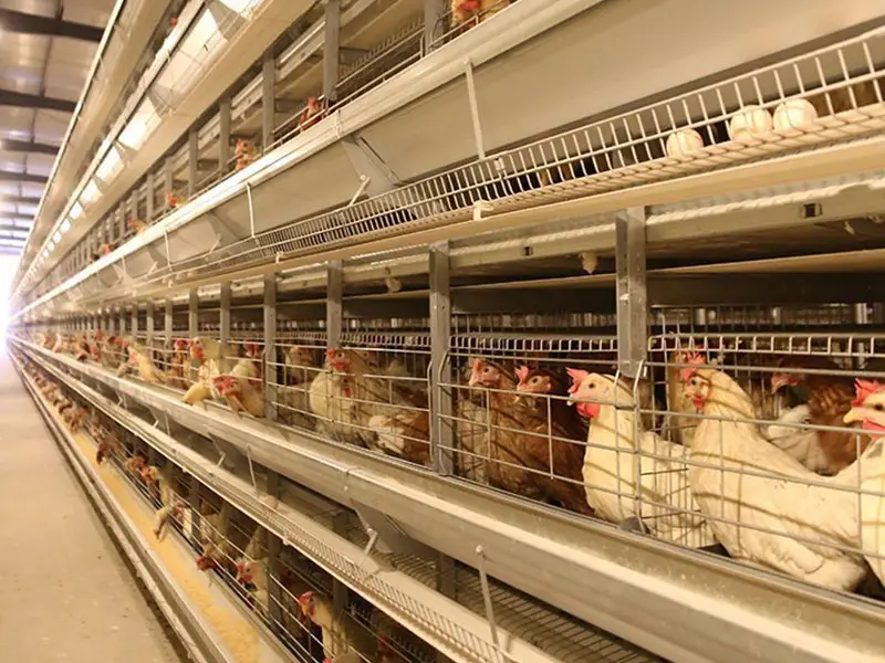 Say Goodbye to Traditional Free-Range – This Poultry Cage Doubles Your Chicken Farming Profit!