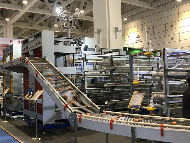 Can domestic chicken cage equipment also 'go global'? Chinese manufacturing is gaining global popularity