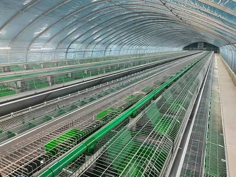 RCEP and the the Belt and Road drive large-scale rabbit cage equipment to sea, and the export of complete breeding system breaks out