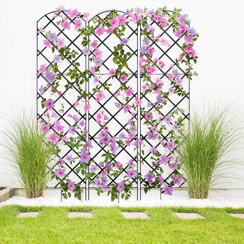  Clematis
